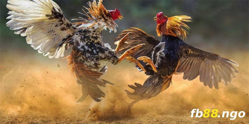 Gemwin Games cung cấp các lựa chọn cá cược thể thao ảo - Gemwin