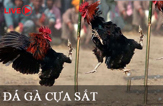 Lắp đặt Câu lạc bộ 84Win - 84Win