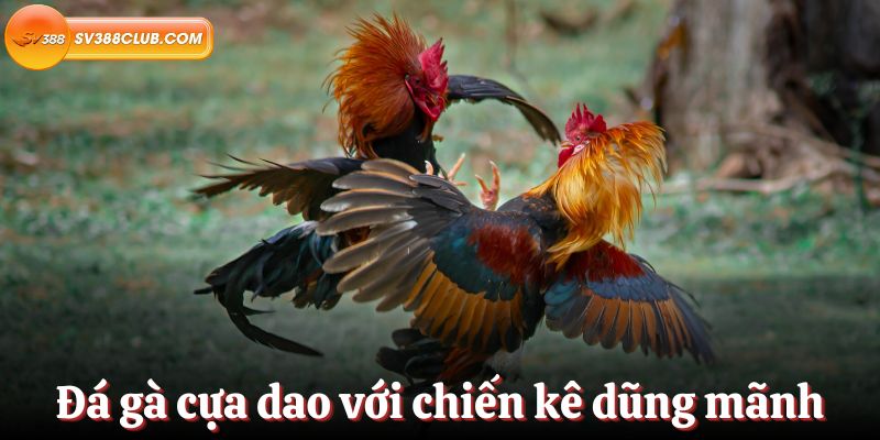 Liên kết thay thế: Xem các trận đấu bóng đá trực tuyến trên 789Club TV - 789Club