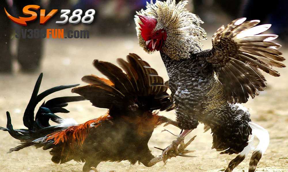 Kế hoạch thăng hạng cầu thủ cấp Dr88 - Dr88